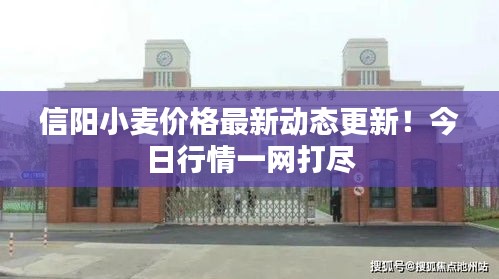 信阳小麦价格最新动态更新！今日行情一网打尽