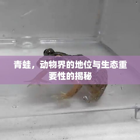 青蛙，动物界的地位与生态重要性的揭秘