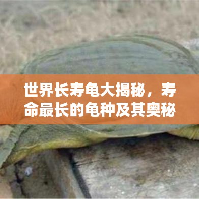 世界长寿龟大揭秘，寿命最长的龟种及其奥秘排行榜！