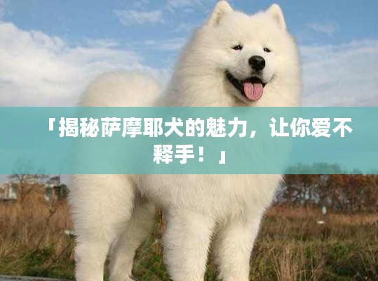 「揭秘萨摩耶犬的魅力，让你爱不释手！」