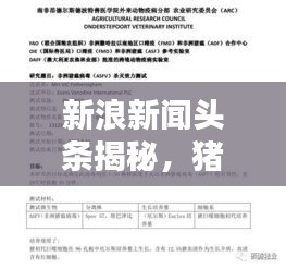 新浪新闻头条揭秘，猪瘟疫情最新动态报告