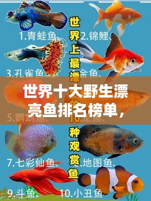 世界十大野生漂亮鱼排名榜单，惊艳你的眼球！