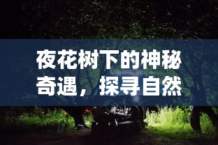 夜花树下的神秘奇遇，探寻自然之美的奥秘（百度收录）
