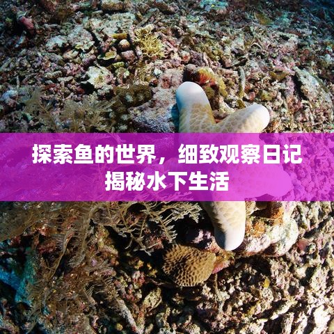 探索鱼的世界，细致观察日记揭秘水下生活